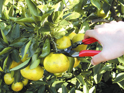 Prune like a pro with ARS tools